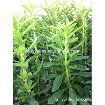 Hot Sale Stevia Seeds Stevia Plant Seeds For Cultivation-Fairy Nong No.3
